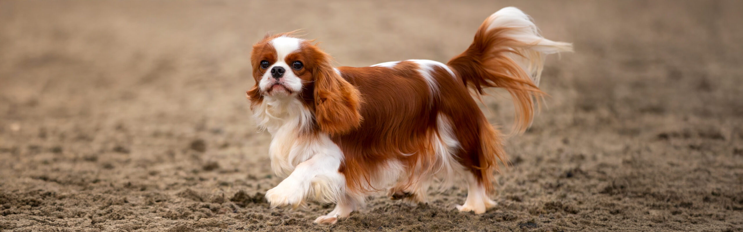 Cavalier King Charles Spaniel RashondenWijzer