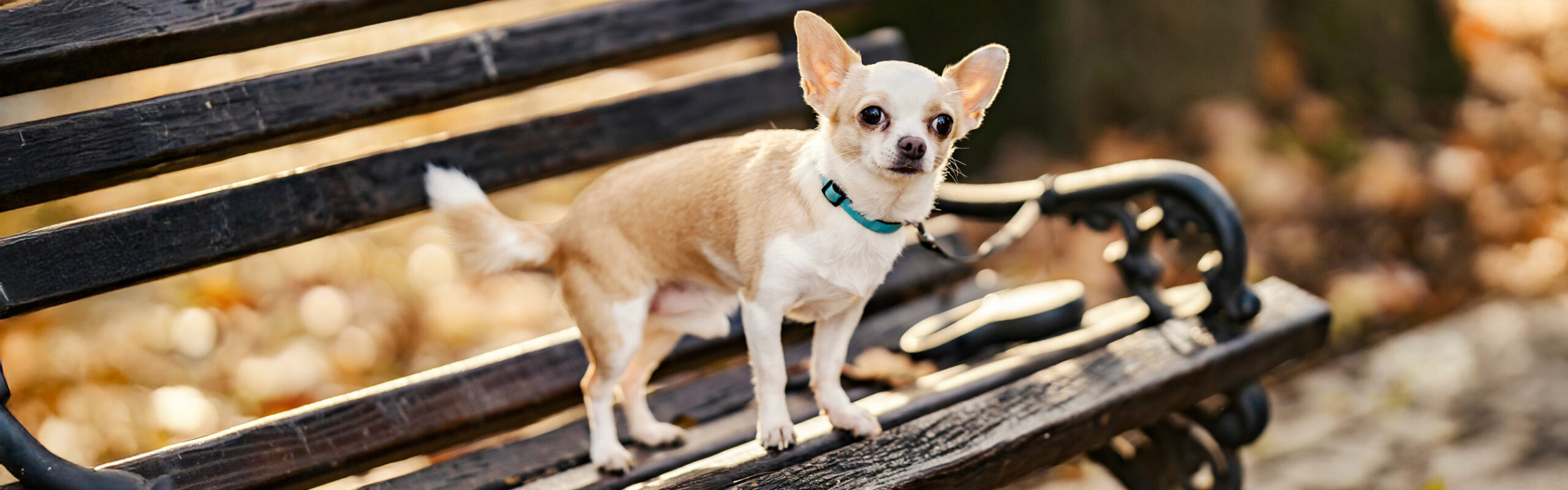 Chihuahua RashondenWijzer