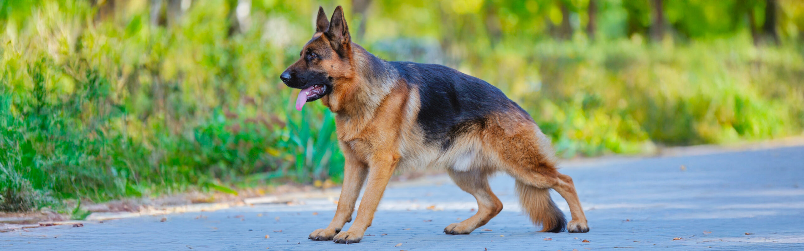Duitse herder RashondenWijzer