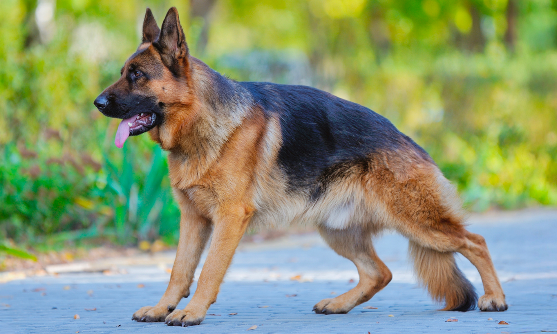 Duitse herder RashondenWijzer