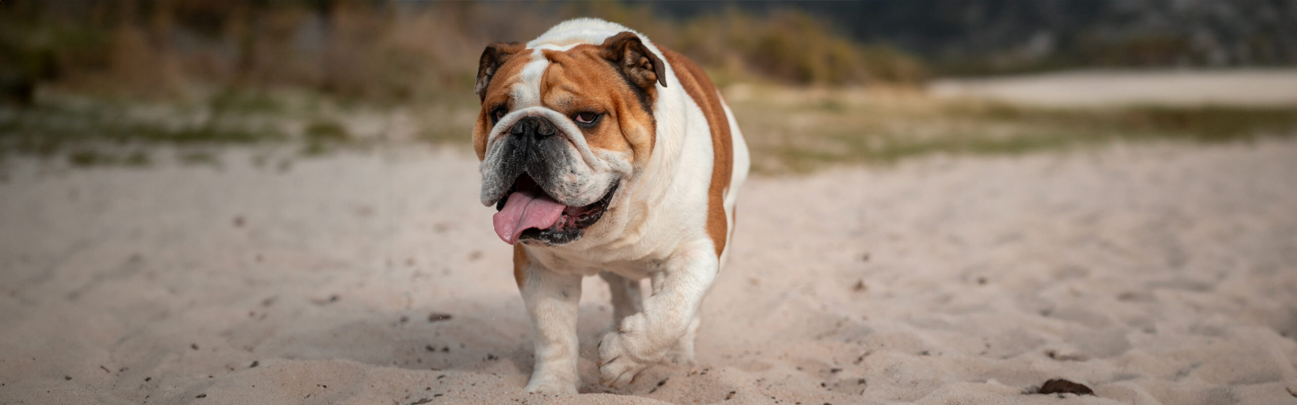 Engelse Bulldog RashondenWijzer