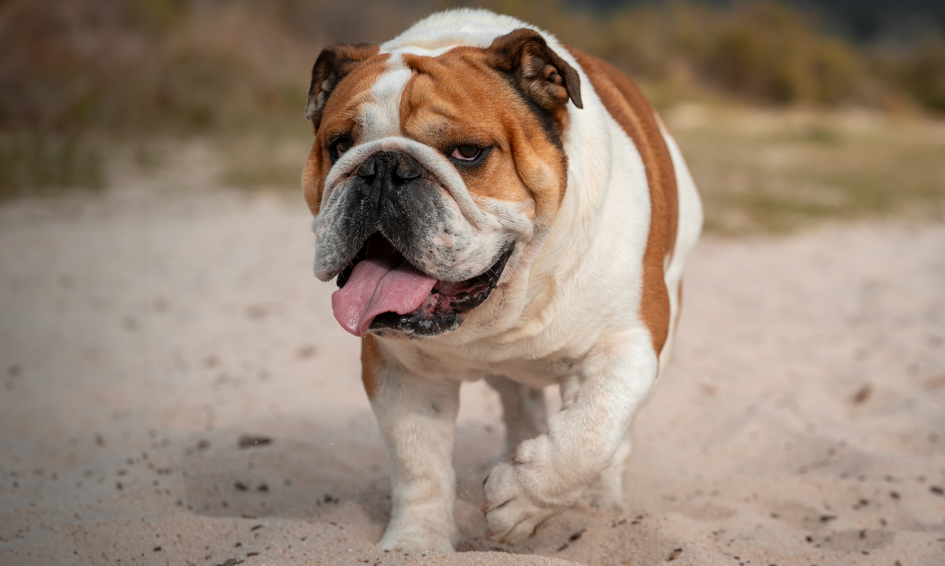 Foto van Engelse bulldog