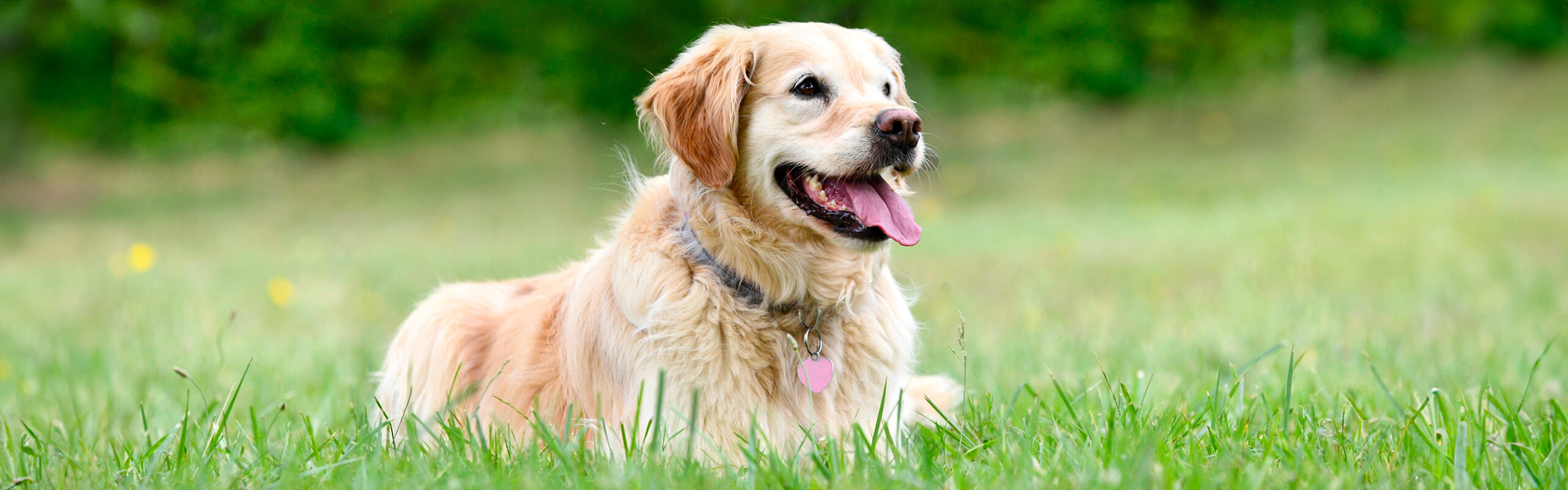 Golden Retriever RashondenWijzer