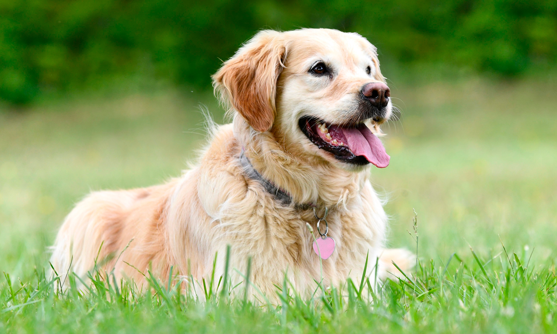 Foto van Golden retriever