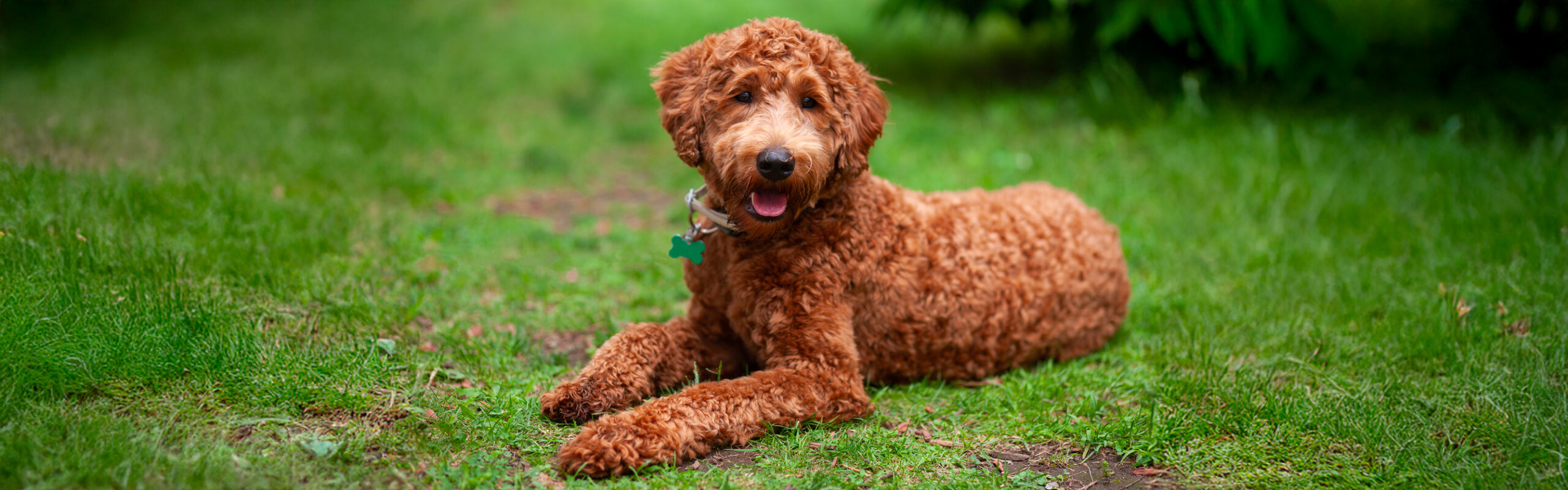 Labradoodle RashondenWijzer
