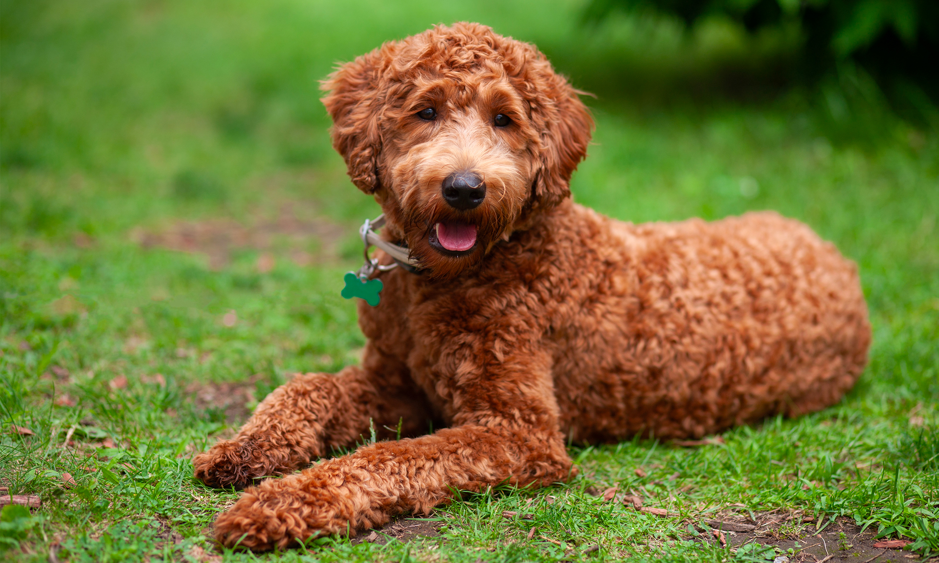 Labradoodle RashondenWijzer
