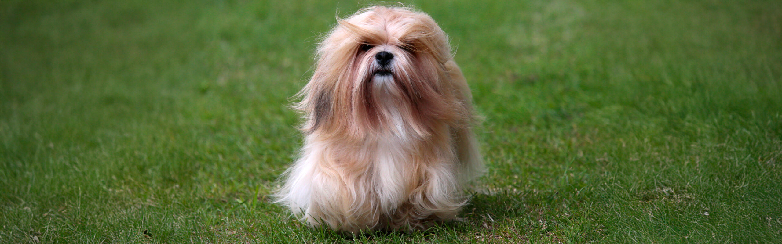 Lhasa apso RashondenWijzer