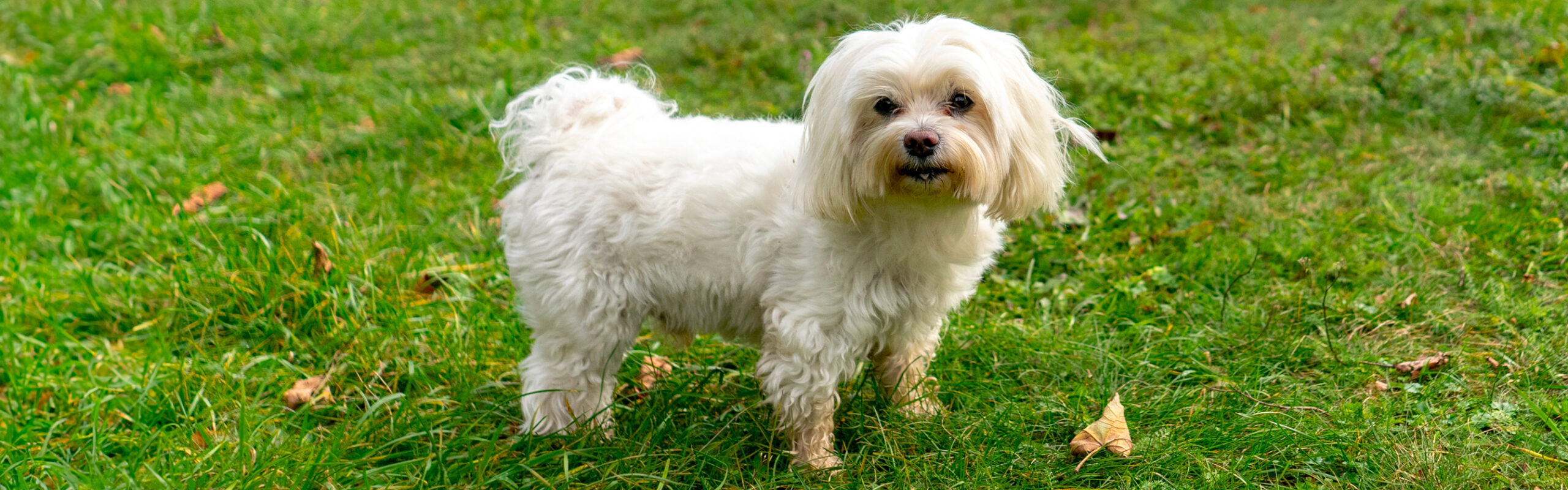 Maltezer RashondenWijzer