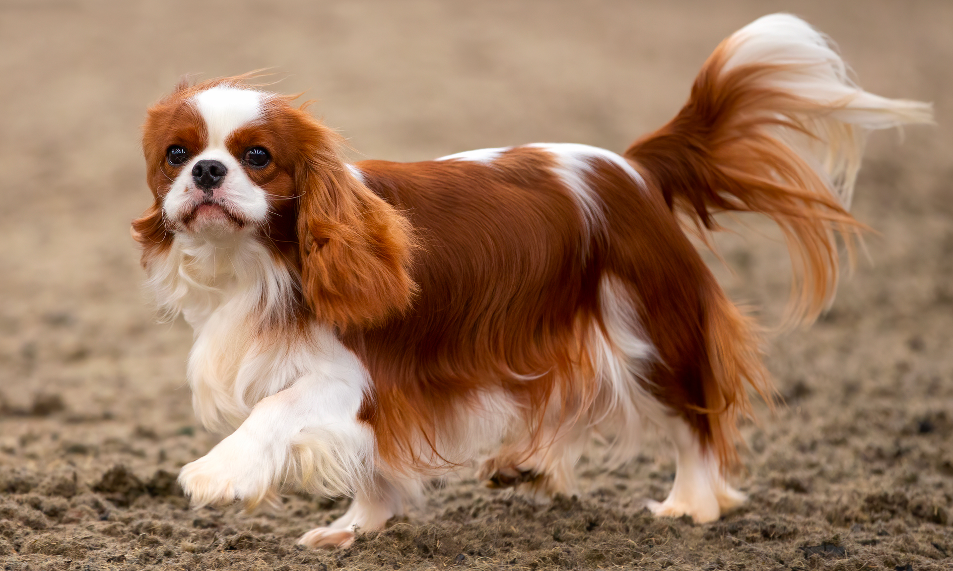 Foto van Cavalier King Charles spaniël
