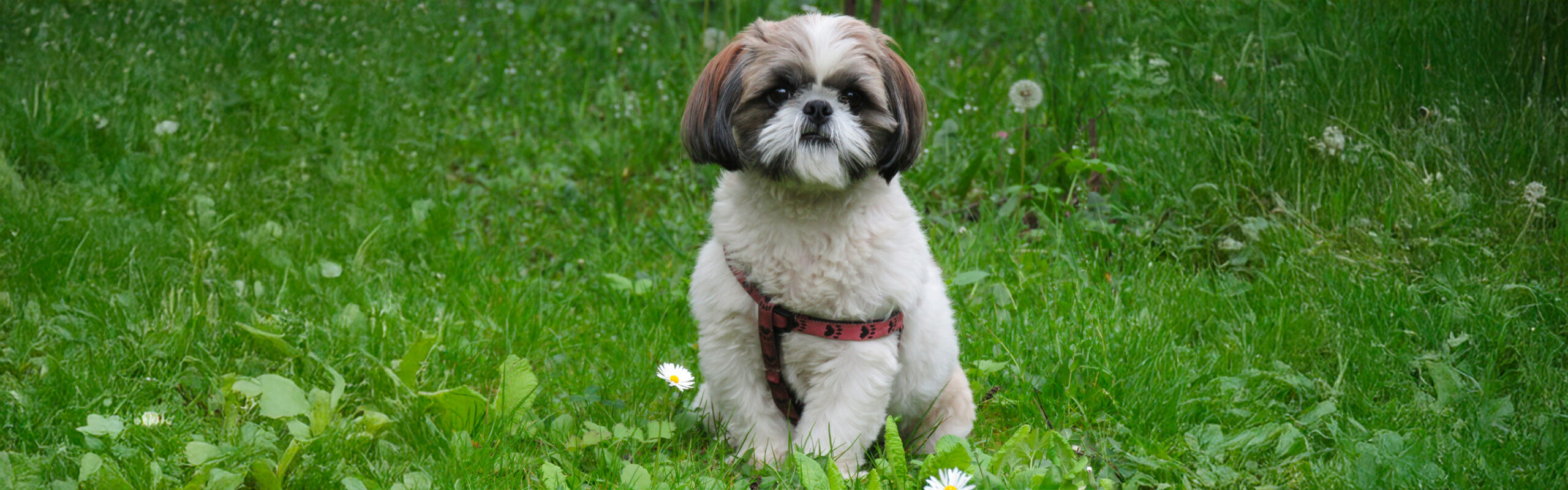 Shih Tzu RashondenWijzer