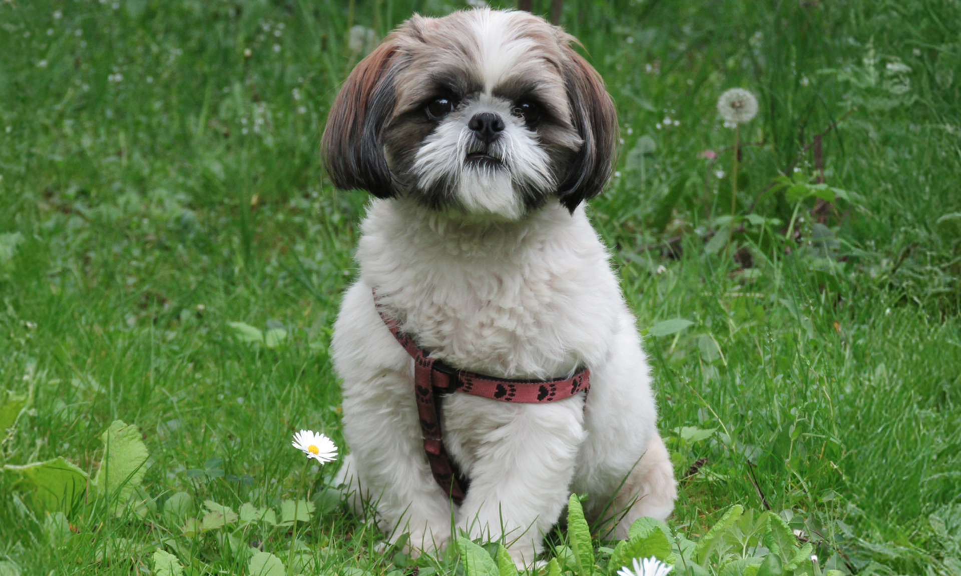 Foto van Shih tzu