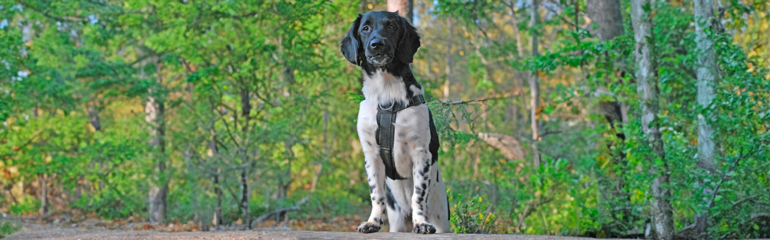 Friese stabij RashondenWijzer