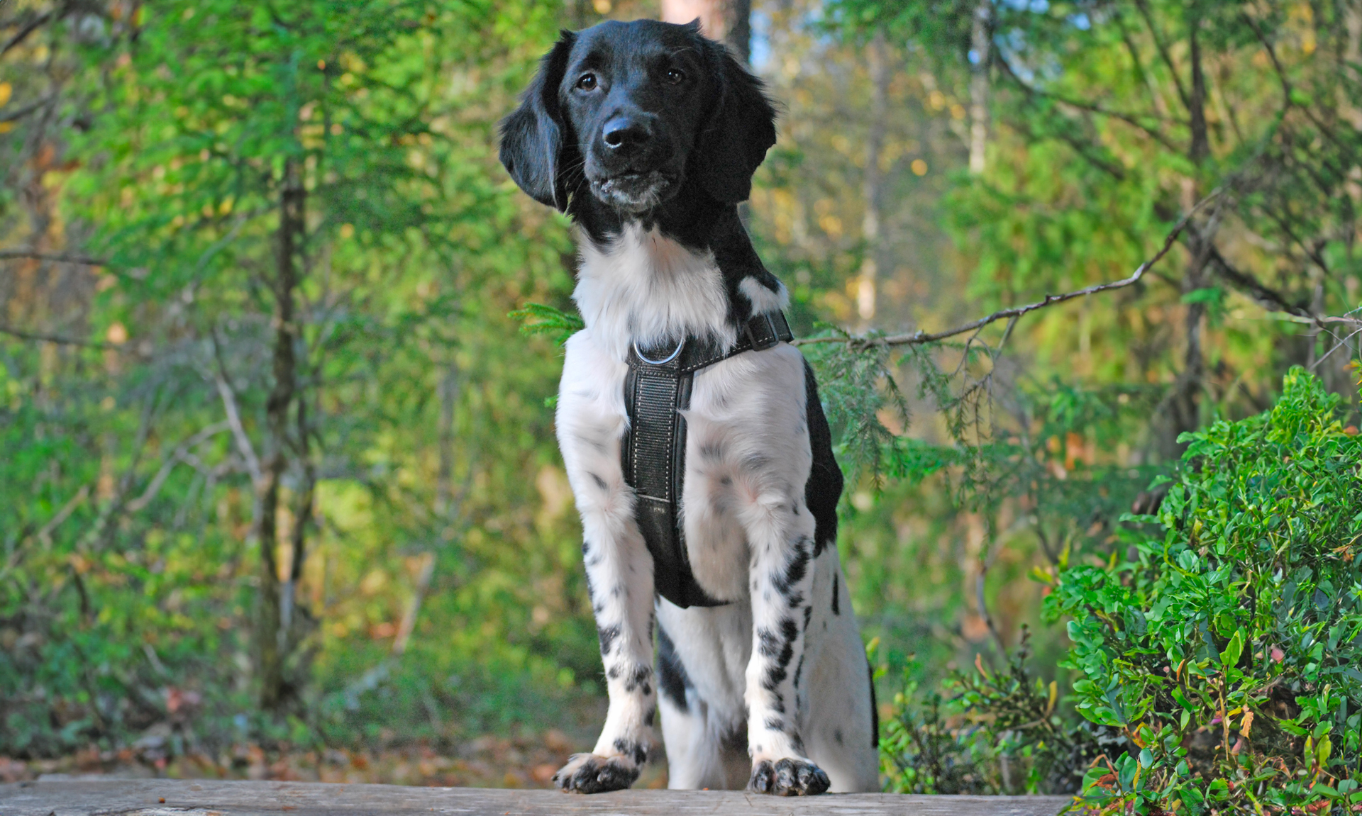 Friese stabij RashondenWijzer
