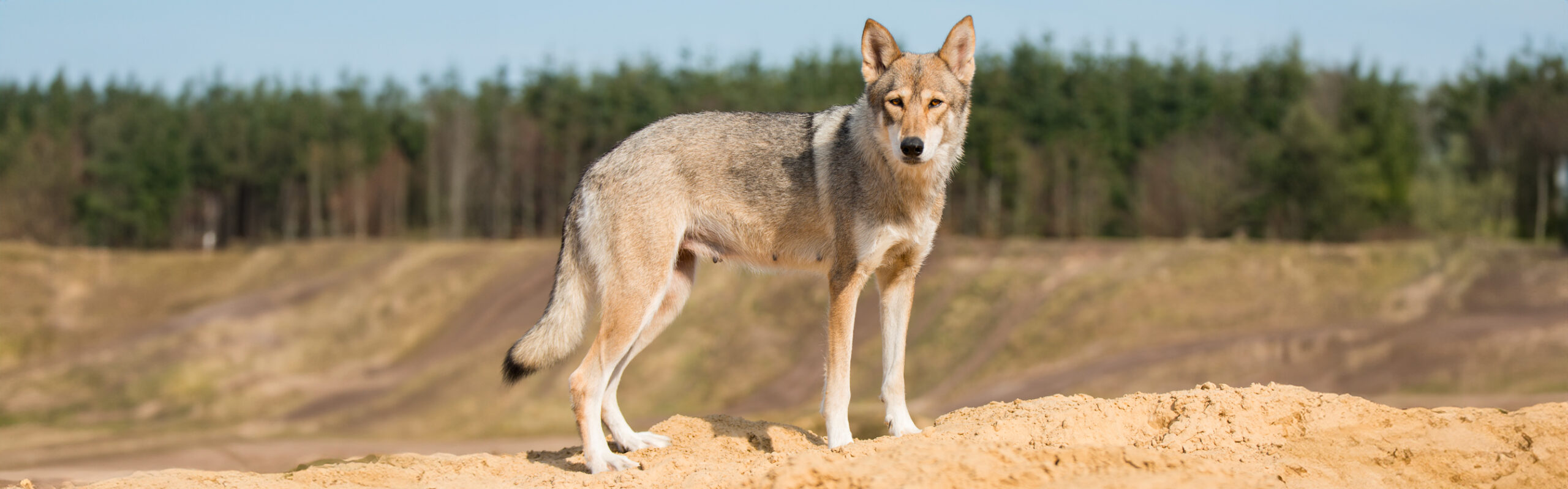 Tamaskan RashondenWijzer