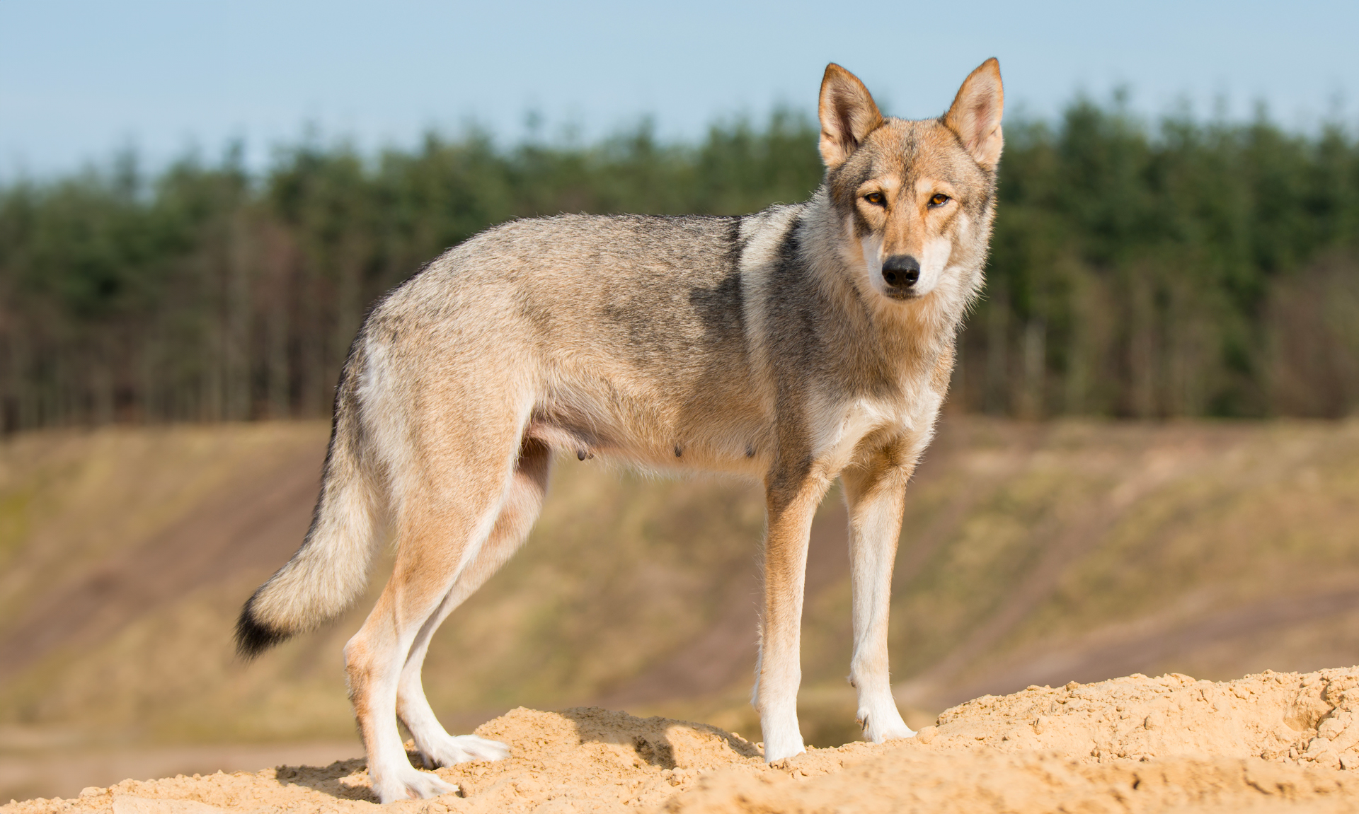 Tamaskan RashondenWijzer