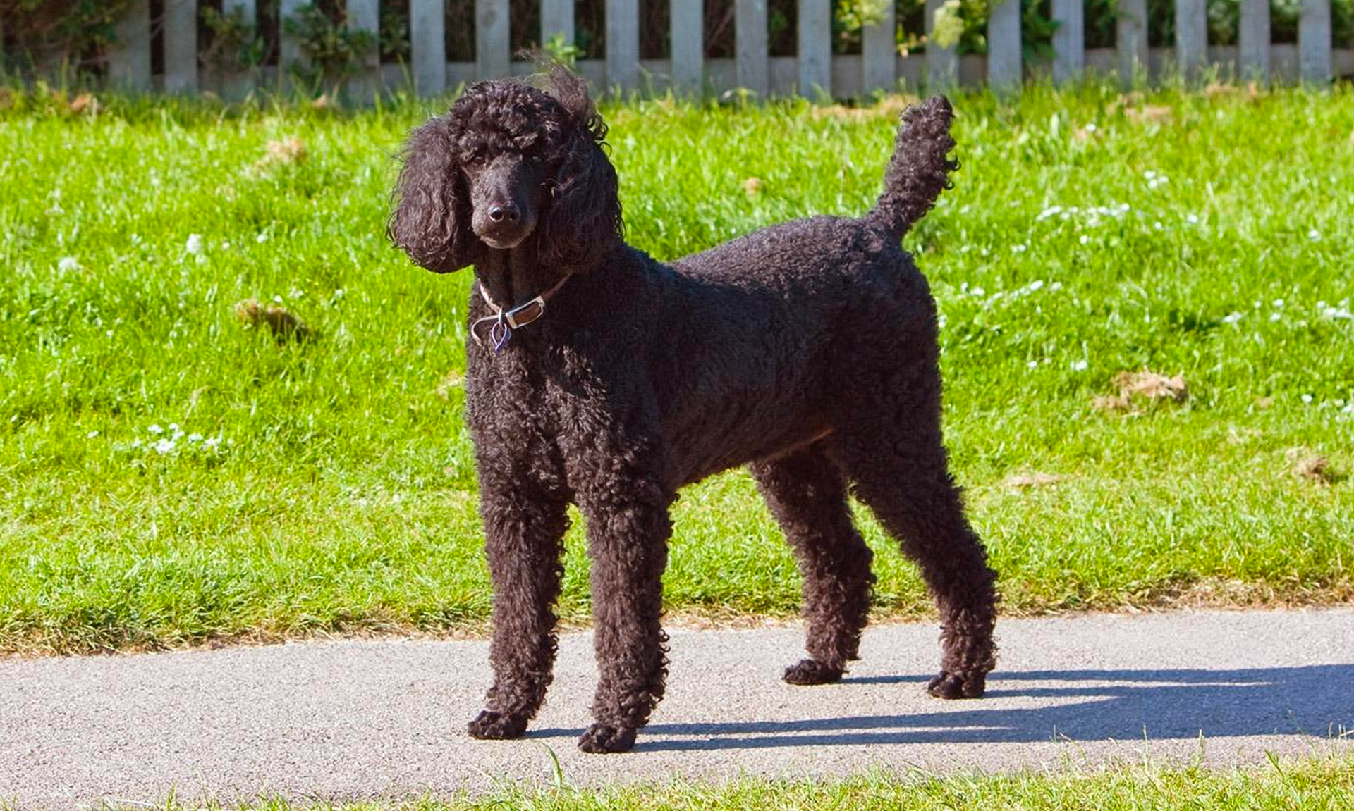 Foto van Poedel, middenslag / middenslagpoedel