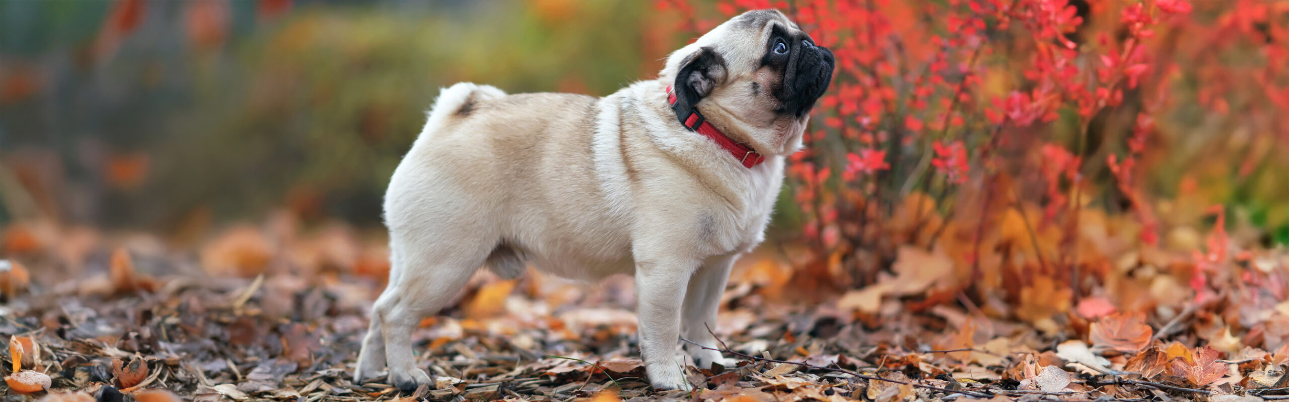 Mopshond RashondenWijzer