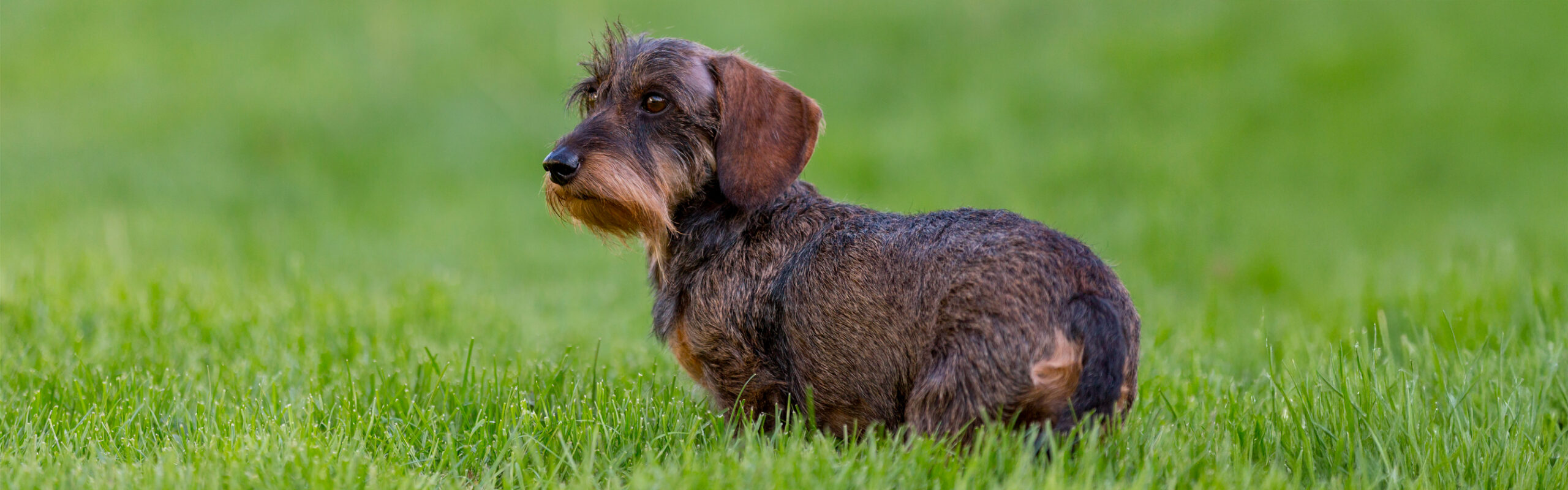Teckel ruwhaar RashondenWijzer