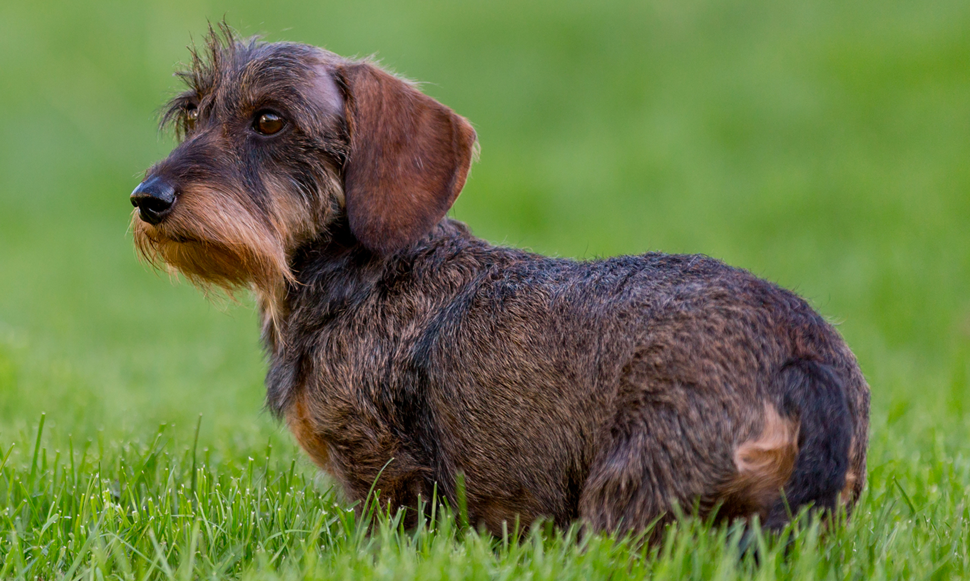 Foto van Teckel, ruwhaar