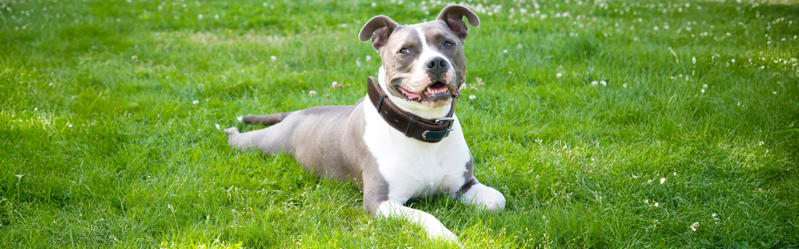 American Staffordshire Terriër RashondenWijzer