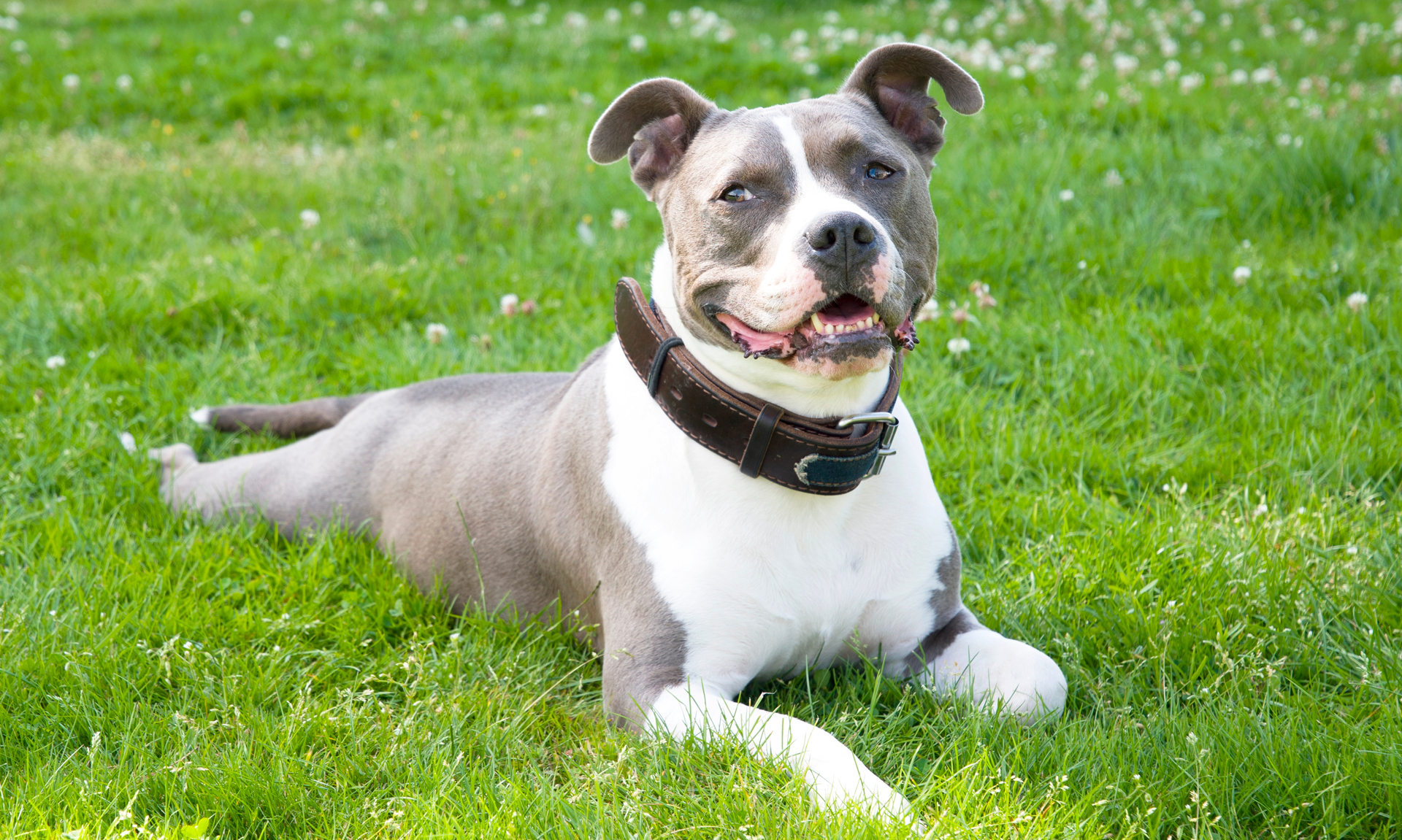 American Staffordshire Terriër RashondenWijzer
