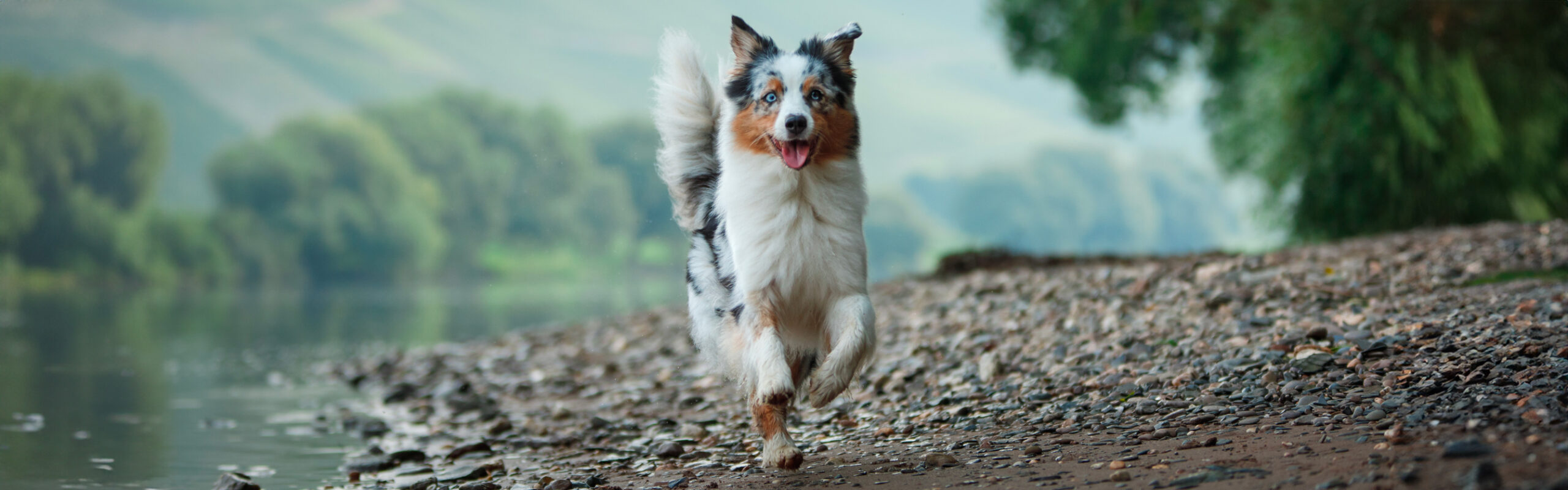 Australian shepherd Rashondenwijzer