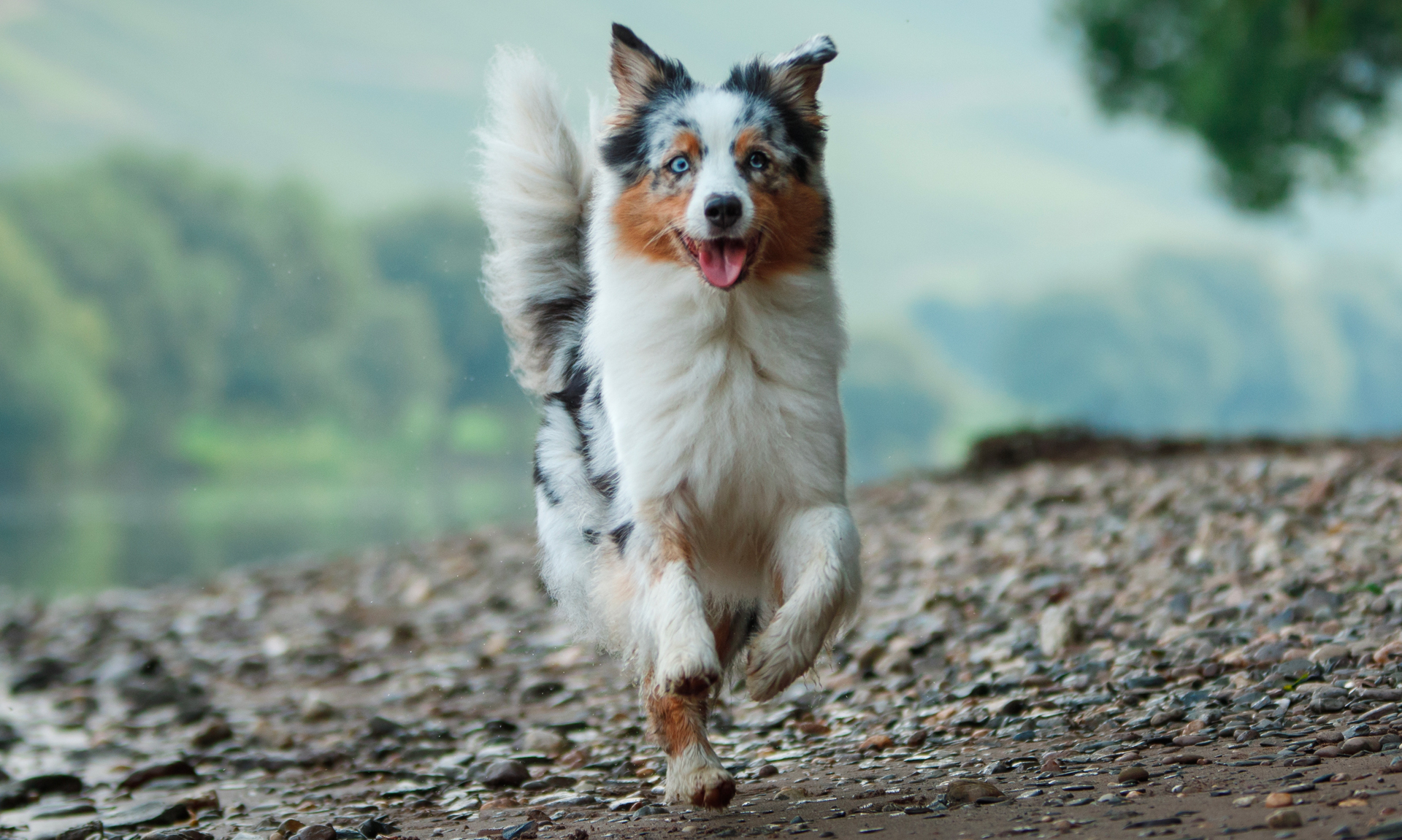 Foto van Australian shepherd