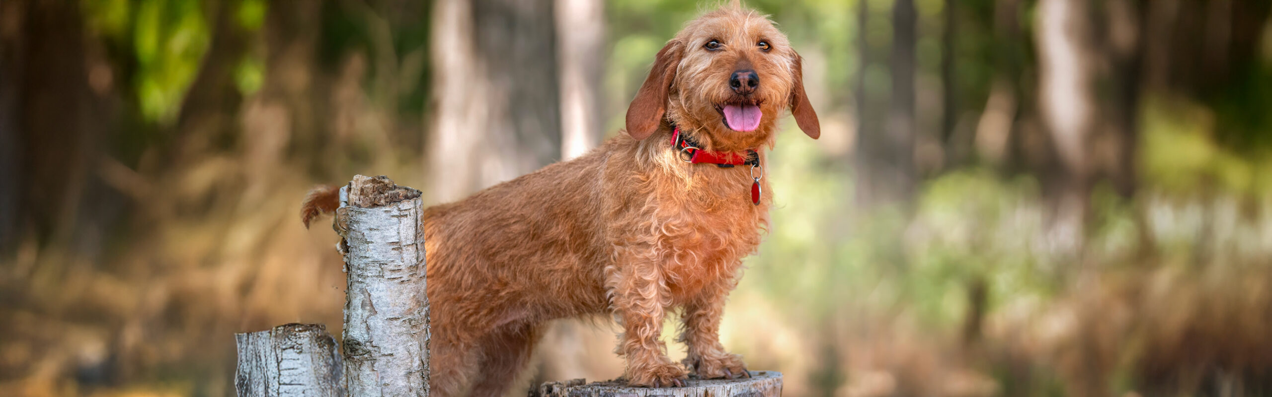 Basset fauve de Bretagne RashondenWijzer