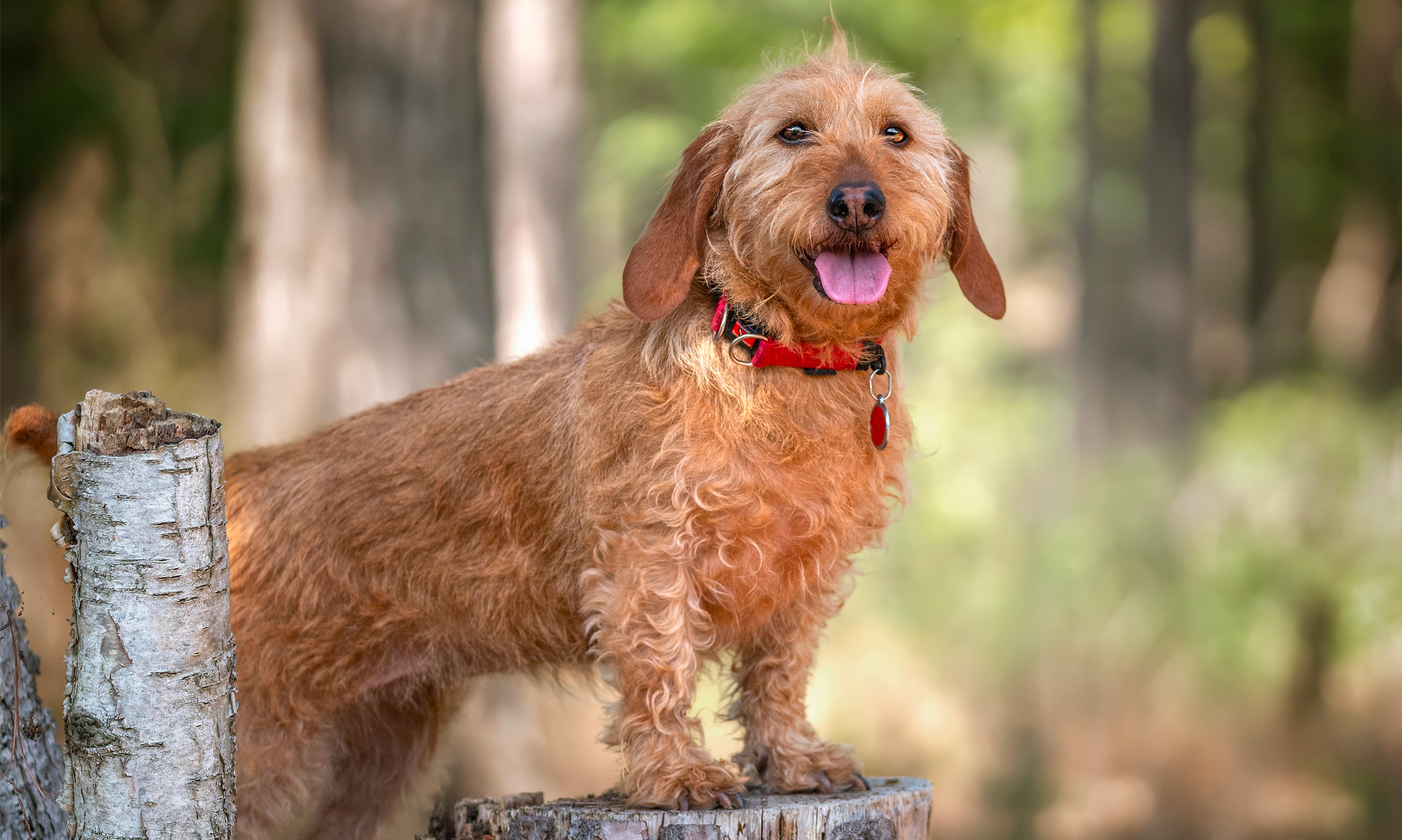 Basset fauve de Bretagne RashondenWijzer