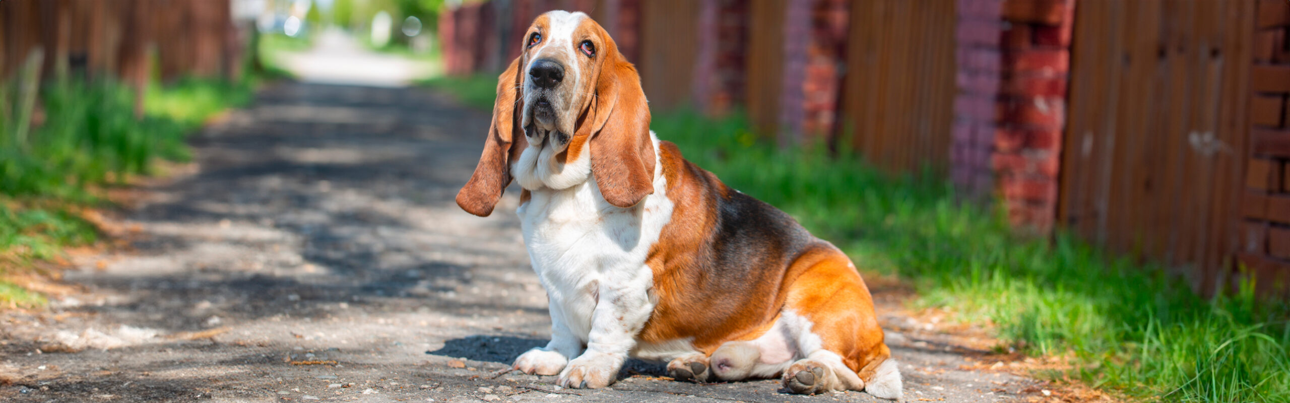Bassethond / Basset hound RashondenWijzer
