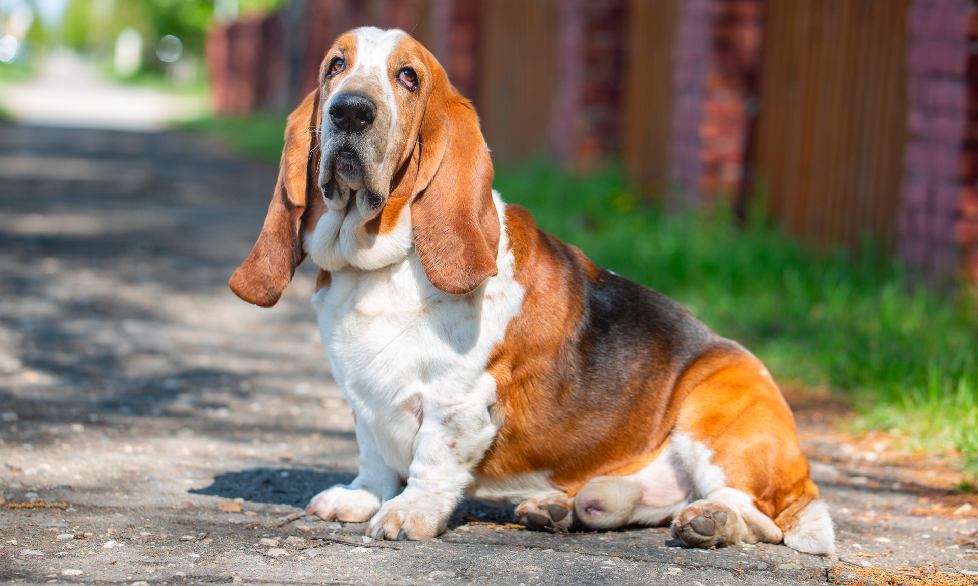 Foto van Bassethond / basset hound