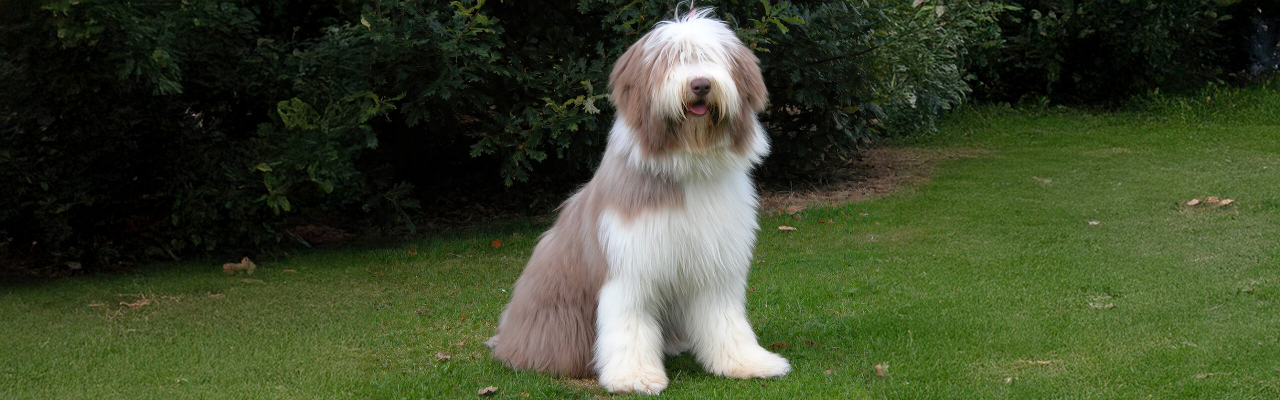 Bearded collie RashondenWijzer