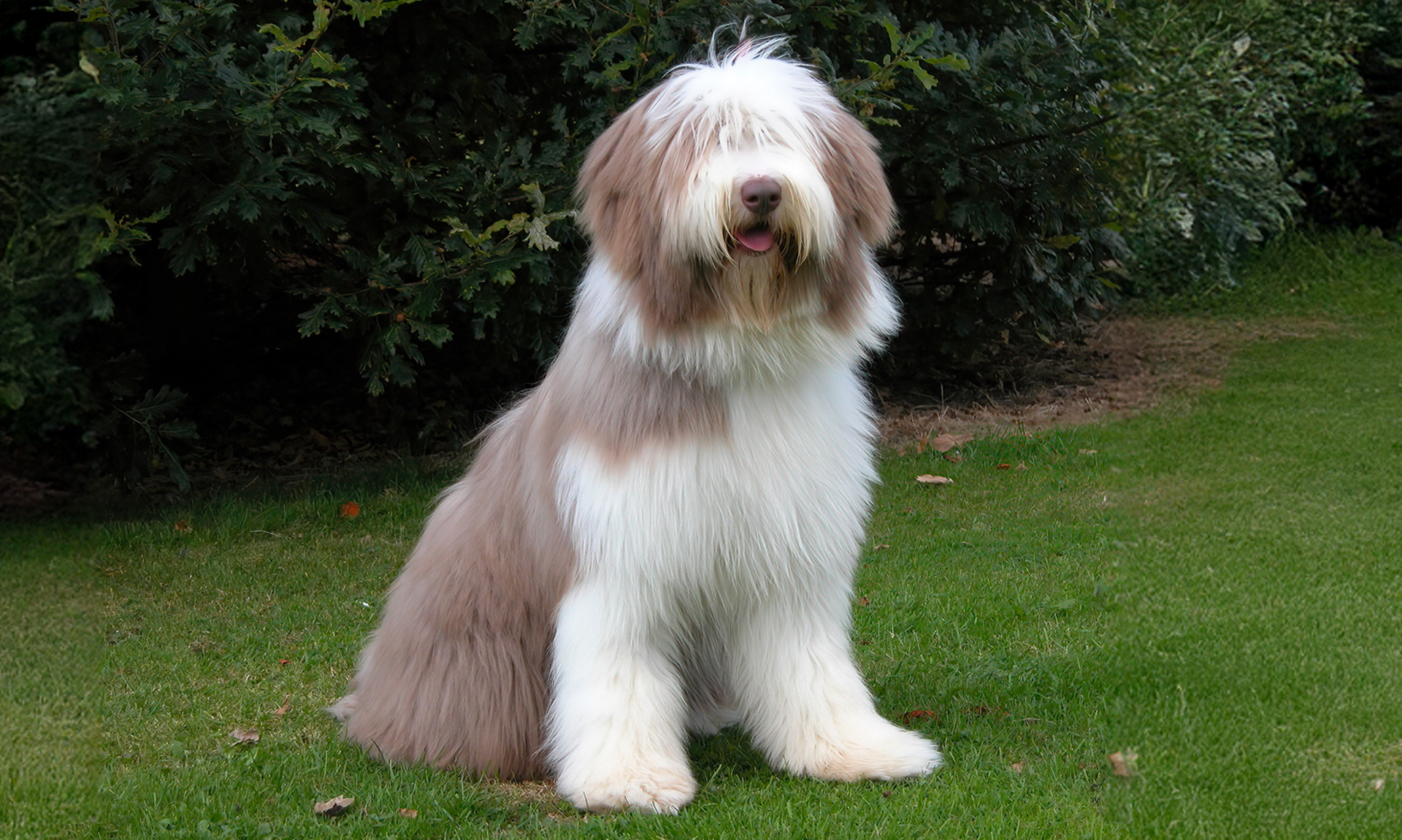 Foto van Bearded collie