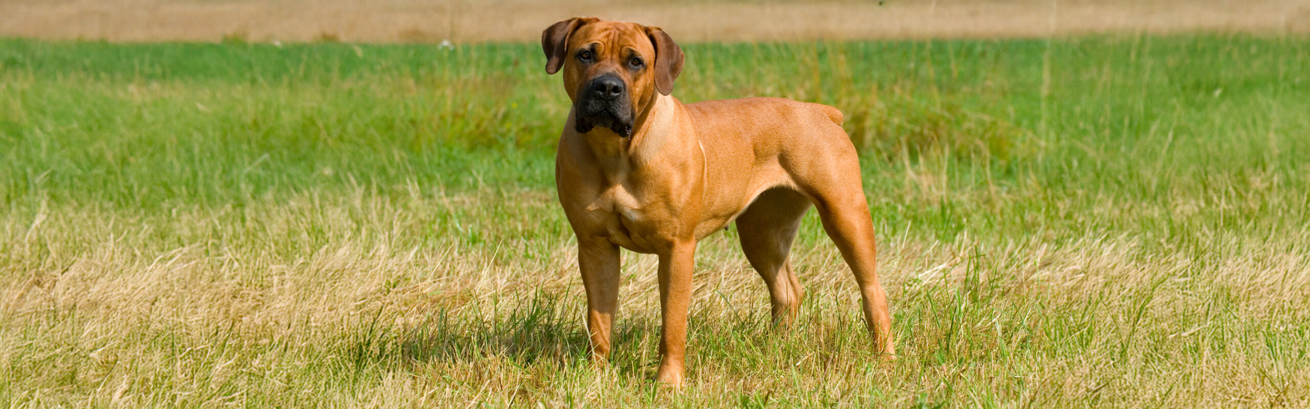 Boerboel RashondenWijzer