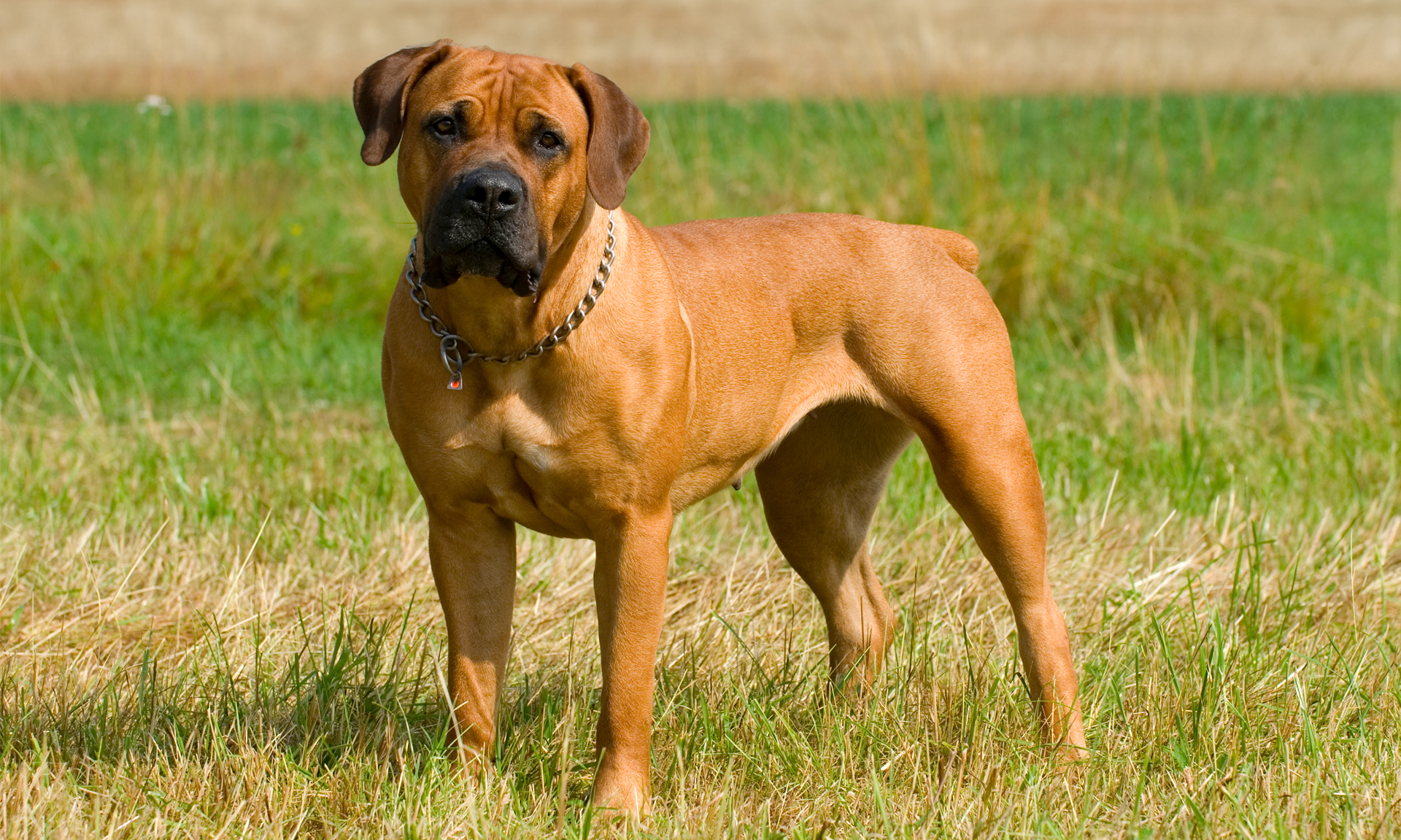 Boerboel RashondenWijzer