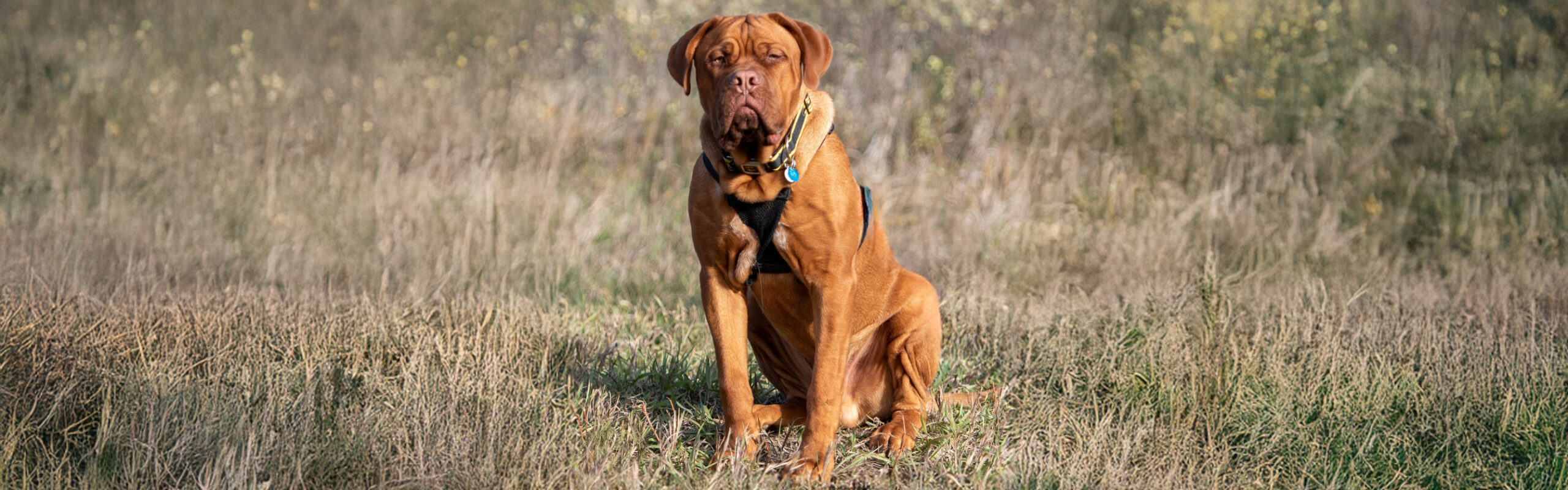 Bordeaux dog RashondenWijzer