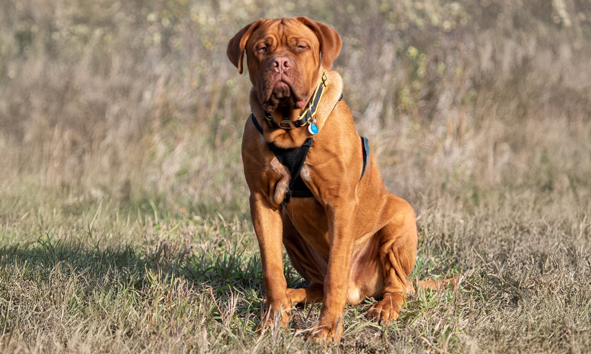 Bordeaux dog RashondenWijzer