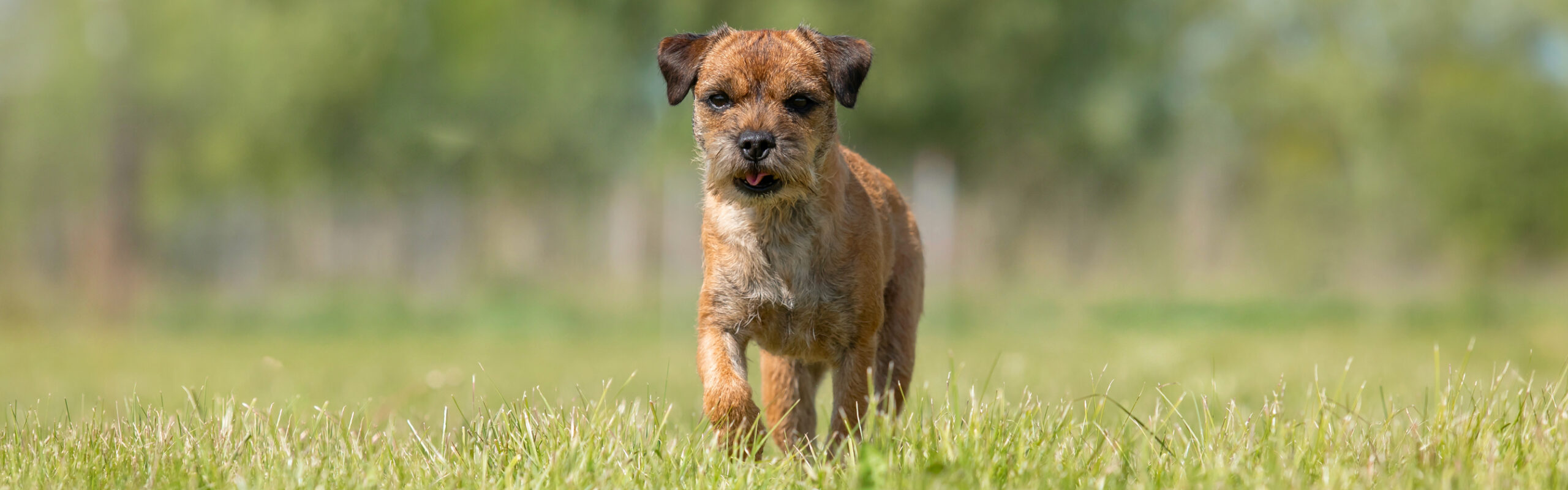 Borderterriër RashondenWijzer