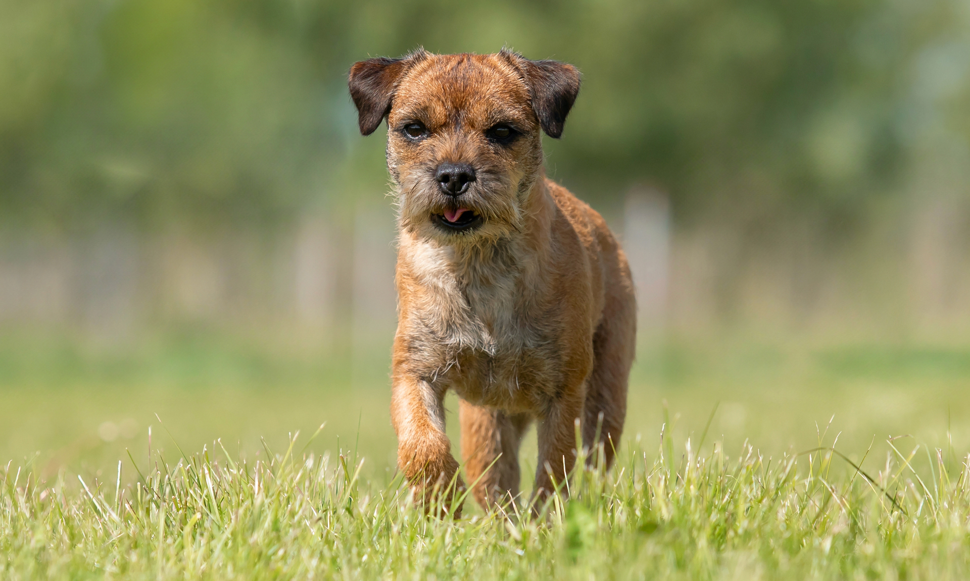 Foto van Borderterriër
