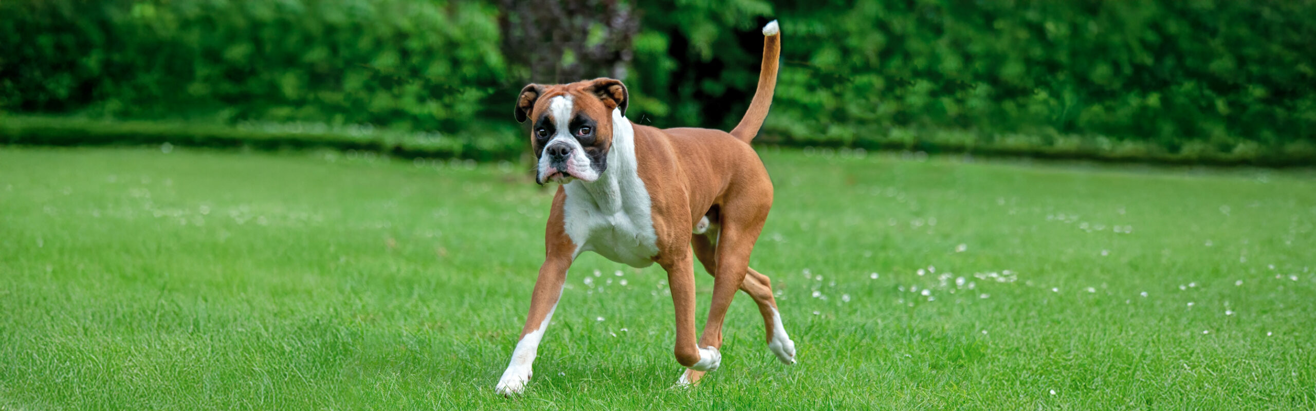 Boxer RashondenWijzer