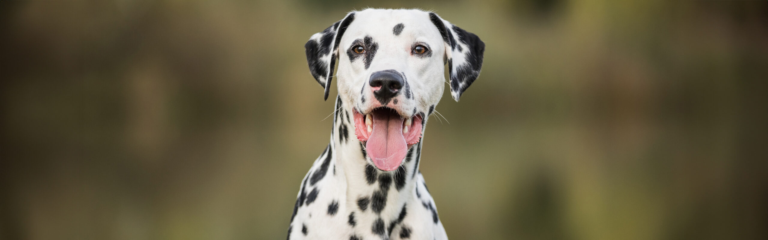 Dalmatiër RashondenWijzer