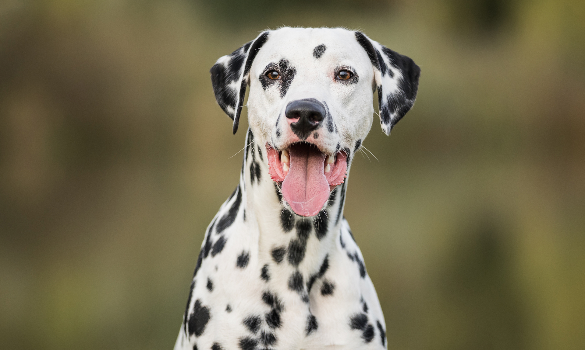 Dalmatiër RashondenWijzer