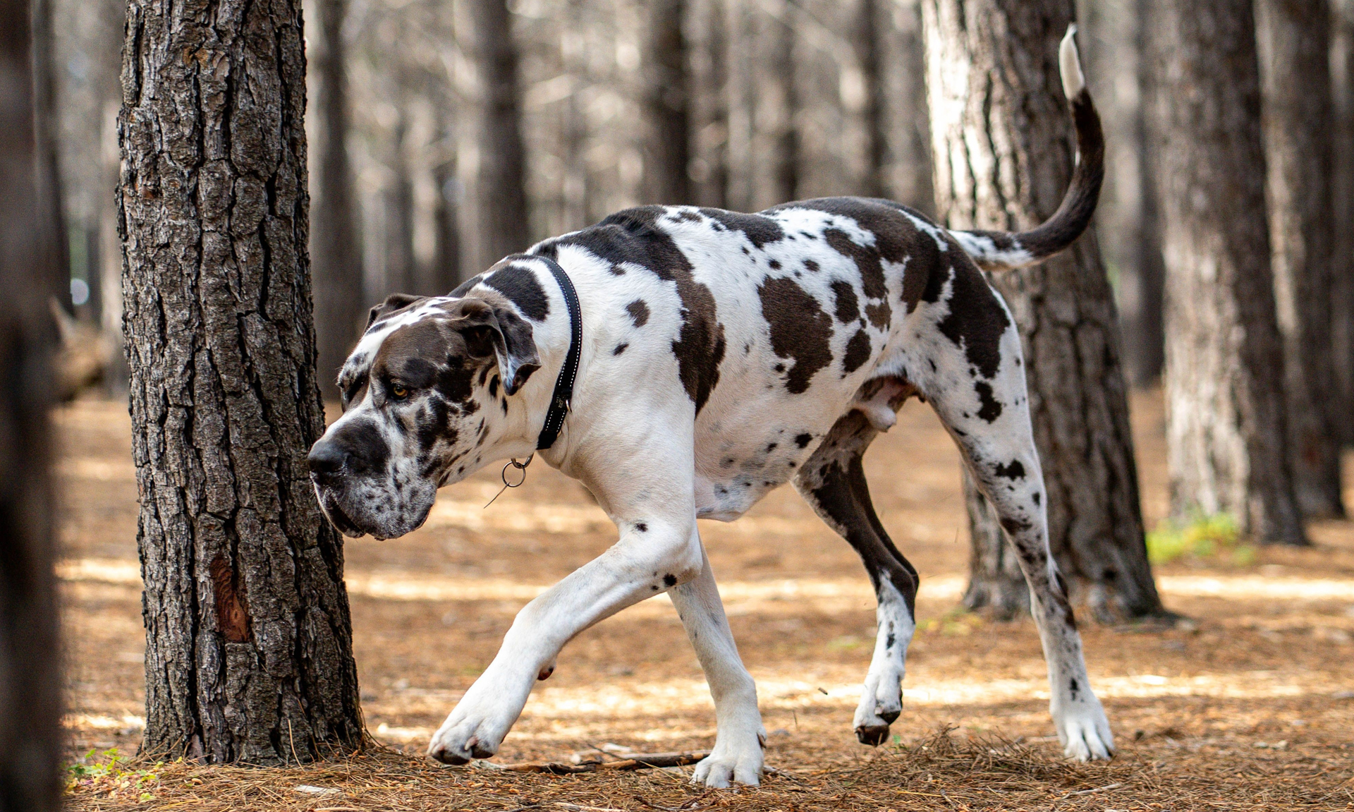 Foto van Duitse dog / Deense dog
