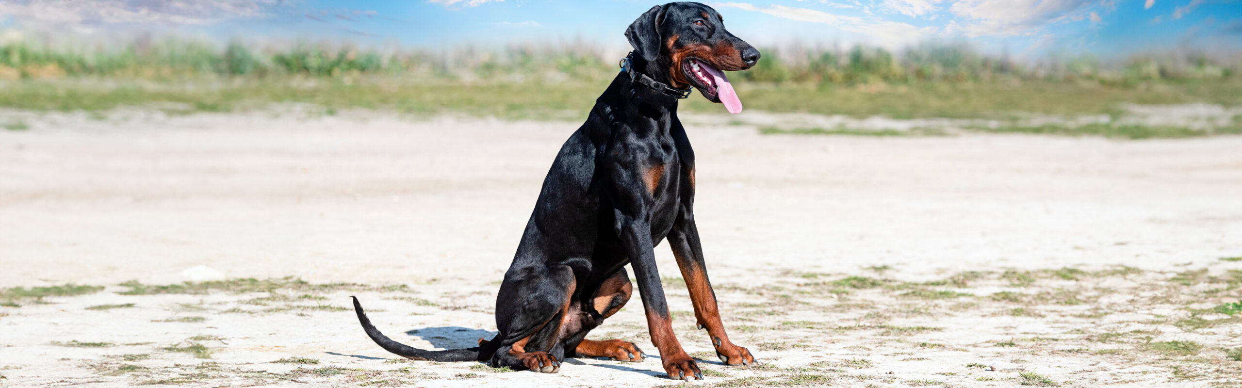 Dobermann RashondenWijzer