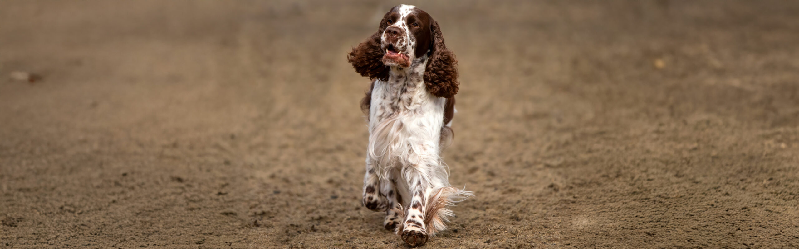 Engelse springerspaniël RashondenWijzer