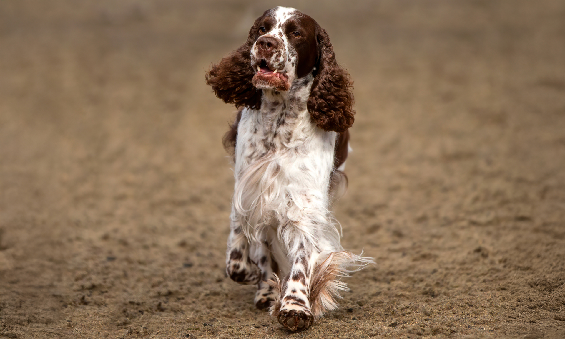 Engelse springerspaniël RashondenWijzer
