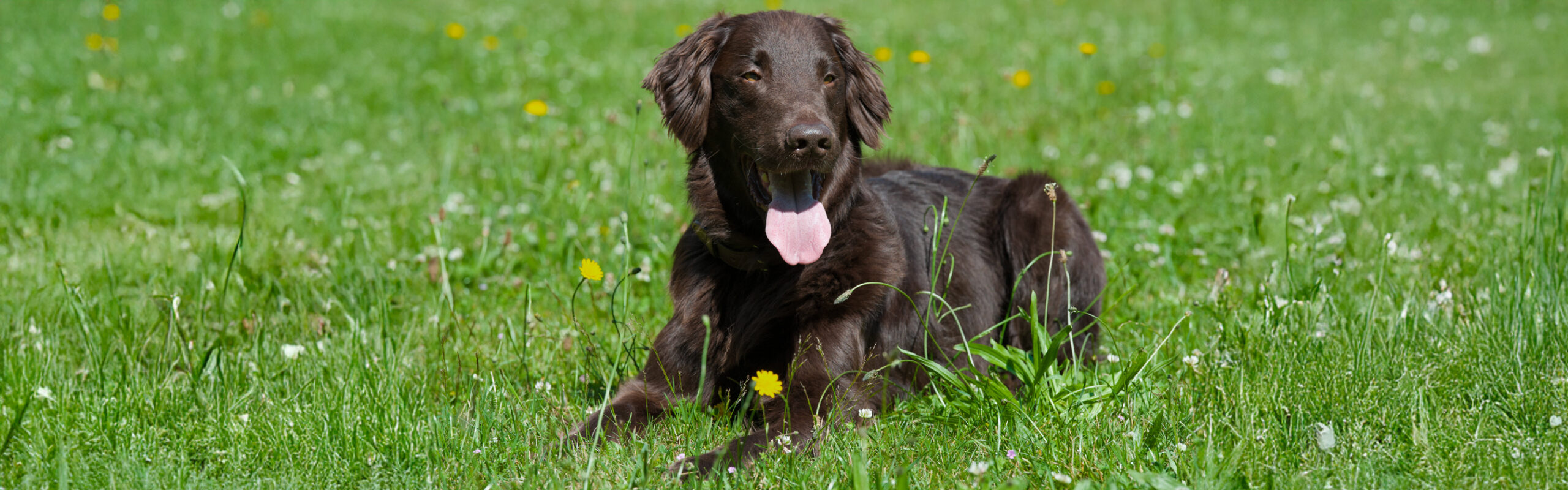 Flatcoated retriever RashondenWijzer