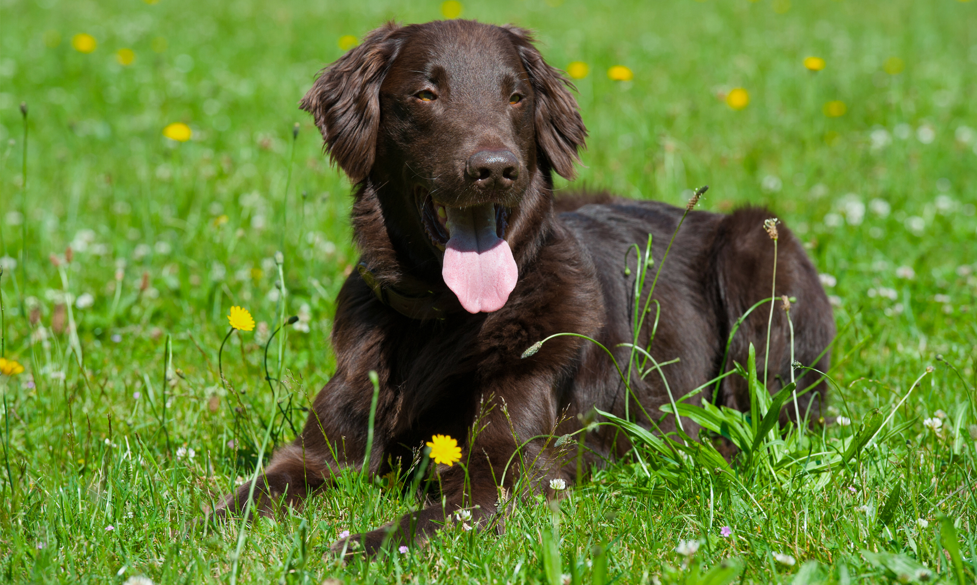 Foto van Flatcoated retriever