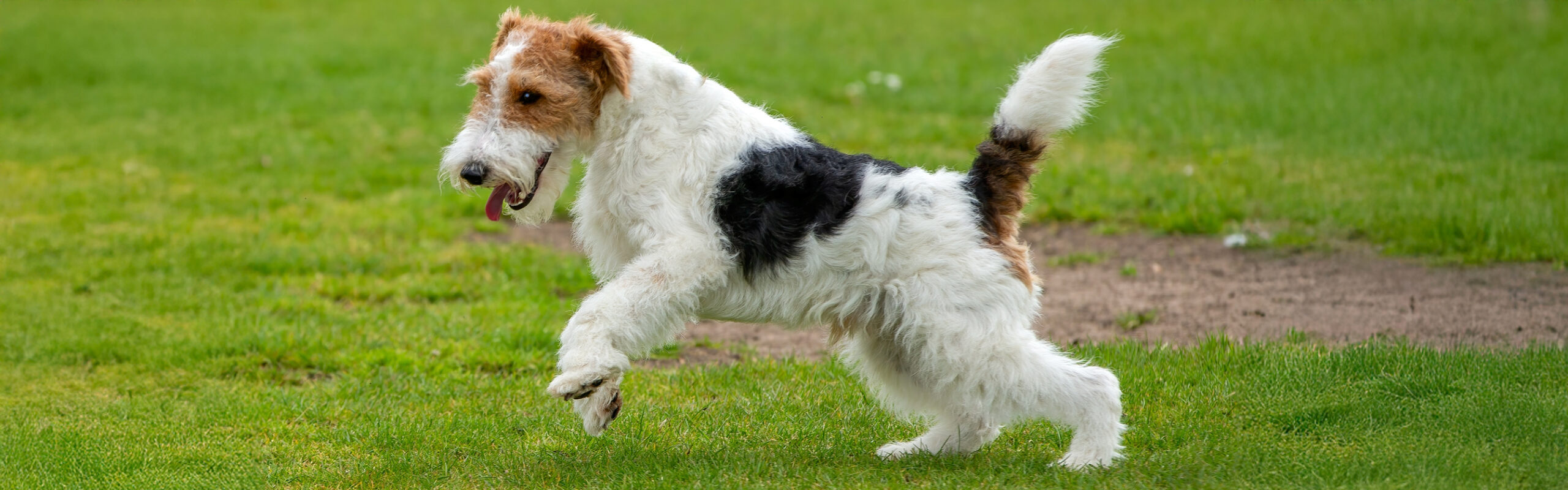 Foxterriër draadhaar RashondenWijzer