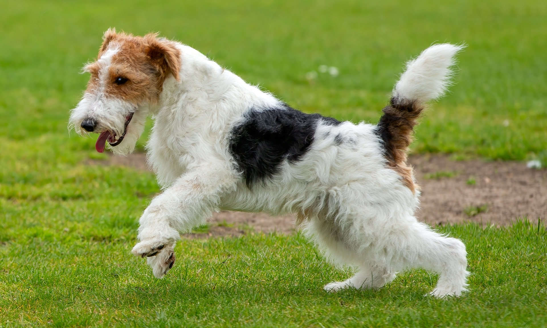 Foto van Foxterriër, draadhaar
